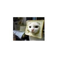 inbred cat.jpg